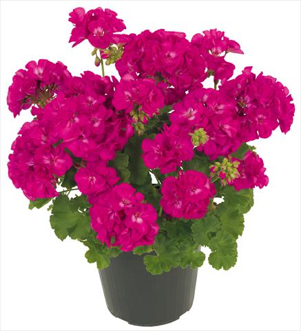 foto van een variëteit aan bloemen, te gebruiken als: Patioplant, potplant Pelargonium zonale Solar Light Maia®