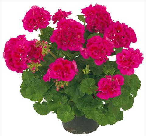 foto van een variëteit aan bloemen, te gebruiken als: Patioplant, potplant Pelargonium zonale Solar Light Mintaka®