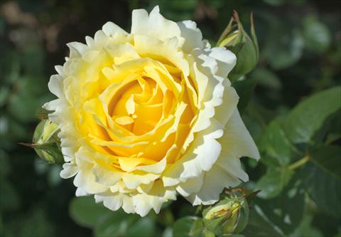 foto van een variëteit aan bloemen, te gebruiken als: Pot - en perkplant Rosa rampicante GP Cyrano de Bergerac®