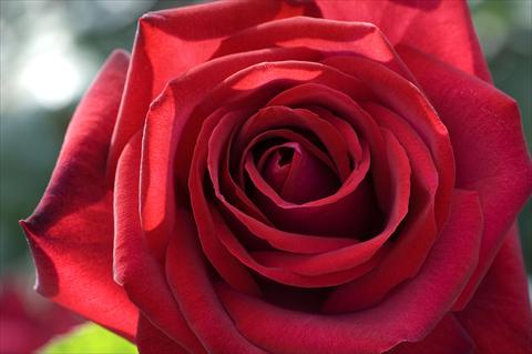 foto van een variëteit aan bloemen, te gebruiken als: Pot - en perkplant Rosa Tea Edith Piaf®