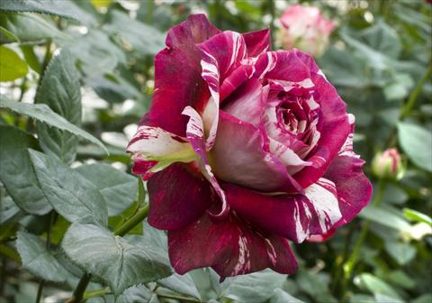 foto van een variëteit aan bloemen, te gebruiken als: Pot - en perkplant Rosa Tea Julio Iglesias®