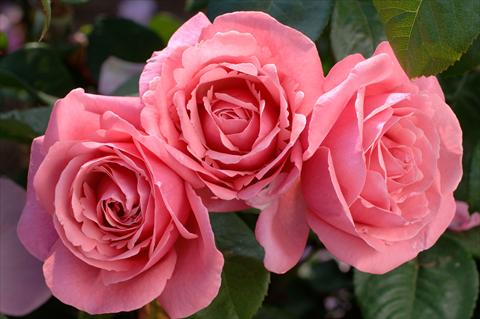 foto van een variëteit aan bloemen, te gebruiken als: Pot - en perkplant Rosa Tea Line Renaud®