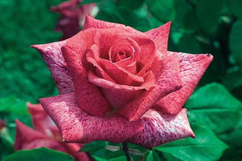 foto van een variëteit aan bloemen, te gebruiken als: Pot - en perkplant Rosa Tea Pierre Cardin®