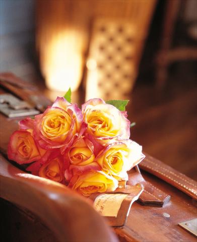 foto van een variëteit aan bloemen, te gebruiken als: Pot - en perkplant Rosa Tea Pullman Orient Express®