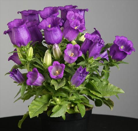 foto van een variëteit aan bloemen, te gebruiken als: Pot - en perkplant Campanula medium Appeal Deep Blue