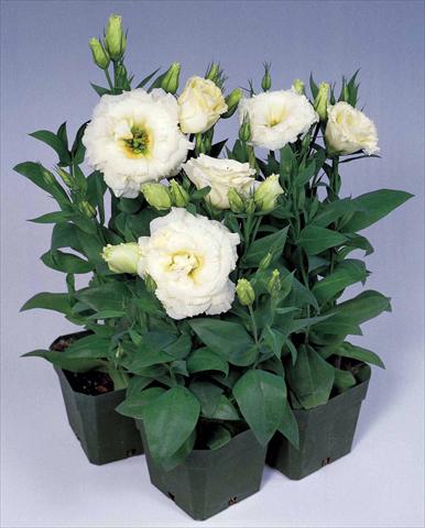 foto van een variëteit aan bloemen, te gebruiken als: Pot - en perkplant Lisianthus (Eustoma rusellianum) Matador White