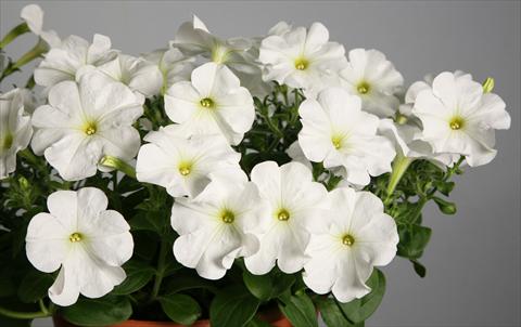 foto van een variëteit aan bloemen, te gebruiken als: Potplant, patioplant, korfplant Petunia Explorer Clear White