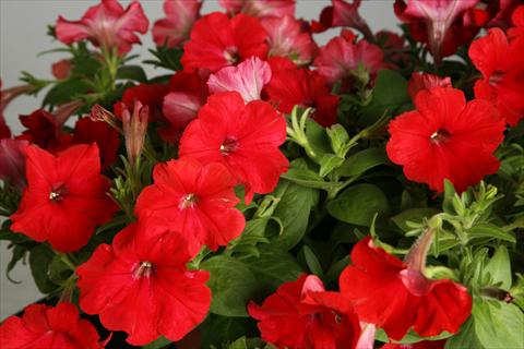 foto van een variëteit aan bloemen, te gebruiken als: Potplant, patioplant, korfplant Petunia Explorer Scarlet