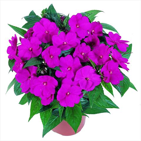 foto van een variëteit aan bloemen, te gebruiken als: Perkplant, potplant of korfplant Impatiens N. Guinea RED FOX Petticoat Hot Rose