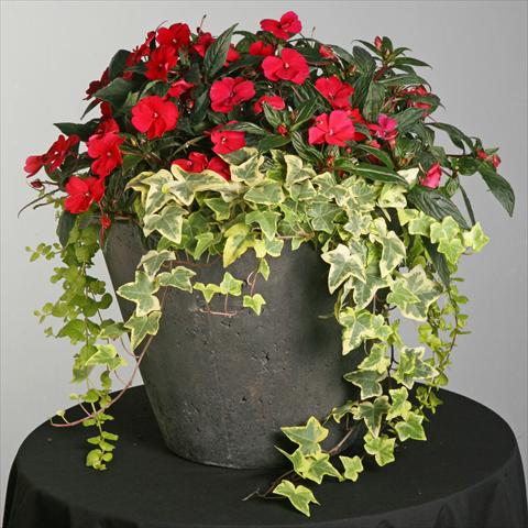 foto van een variëteit aan bloemen, te gebruiken als: Pot - en perkplant Impatiens hybrida SunPatiens® Compact Spreading Carmine Red