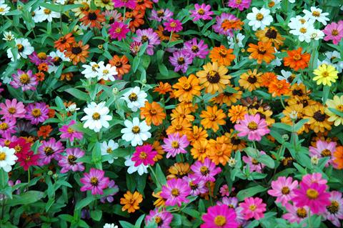 foto van een variëteit aan bloemen, te gebruiken als: Pot - en perkplant Zinnia interspecifica Profusion
