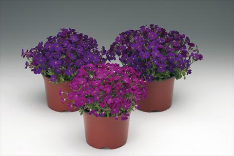 foto van een variëteit aan bloemen, te gebruiken als: Perkplant / Borders Aubrieta hybrida Audrey™ F1 Red Purple Mix