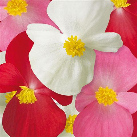 foto van een variëteit aan bloemen, te gebruiken als: Perkplant / Borders Begonia semperflorens Ascot F1 Complete Mix