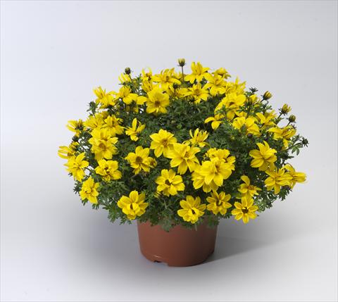 foto van een variëteit aan bloemen, te gebruiken als: Potplant, patioplant, korfplant Bidens ferulifolia Solaire® Double Compact