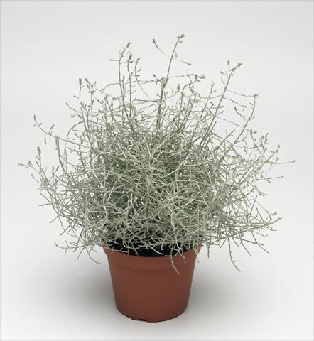 foto van een variëteit aan bloemen, te gebruiken als: Pot - en perkplant Calocephalus brownii Silver Improved