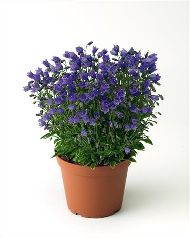foto van een variëteit aan bloemen, te gebruiken als: Perkplant / Borders Campanula cochleariifolia Swinging Bells Blue