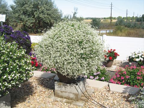 foto van een variëteit aan bloemen, te gebruiken als: Korf / Pot Euphorbia hypericifolia Euphoric White