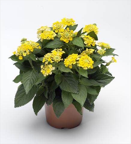 foto van een variëteit aan bloemen, te gebruiken als: Pot - en perkplant Lantana camara Bandana® Yellow