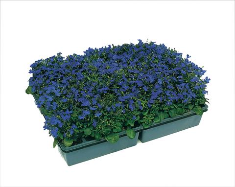 foto van een variëteit aan bloemen, te gebruiken als: Potplant, patioplant, korfplant Lobelia erinus Moon Blue