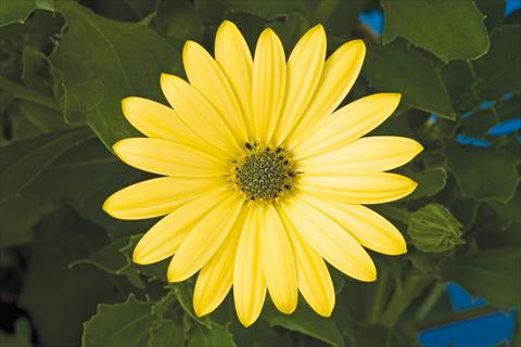 foto van een variëteit aan bloemen, te gebruiken als: Pot - en perkplant Osteospermum ecklonis Tradewinds® Yellow