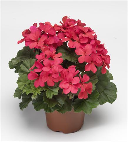 foto van een variëteit aan bloemen, te gebruiken als: Patioplant, potplant Pelargonium hybrid Dark Caliente® Hot Coral