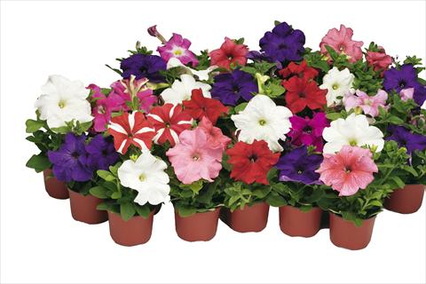 foto van een variëteit aan bloemen, te gebruiken als: Pot - en perkplant Petunia grandiflora Bravo® Formula Mix