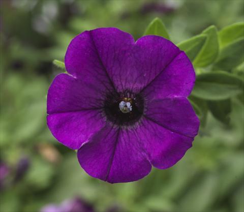 foto van een variëteit aan bloemen, te gebruiken als: Potplant, patioplant, korfplant Petunia hybrida Sanguna® Mini Blue