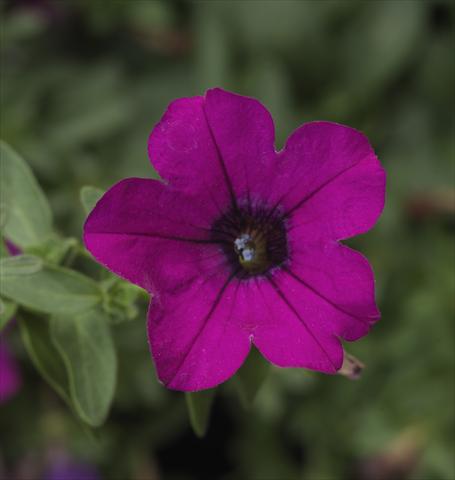 foto van een variëteit aan bloemen, te gebruiken als: Potplant, patioplant, korfplant Petunia hybrida Sanguna® Mini Purple