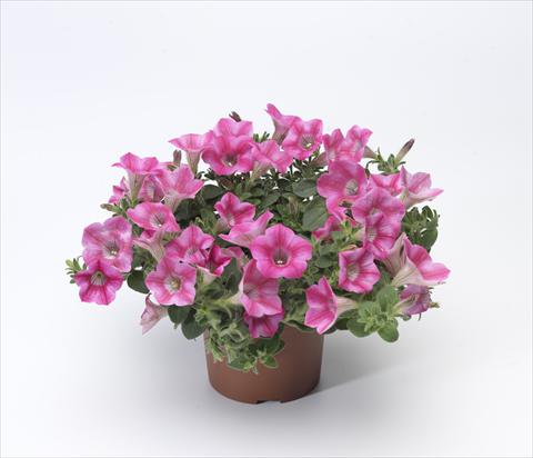 foto van een variëteit aan bloemen, te gebruiken als: Potplant, patioplant, korfplant Petunia hybrida Whispers® Rose Star