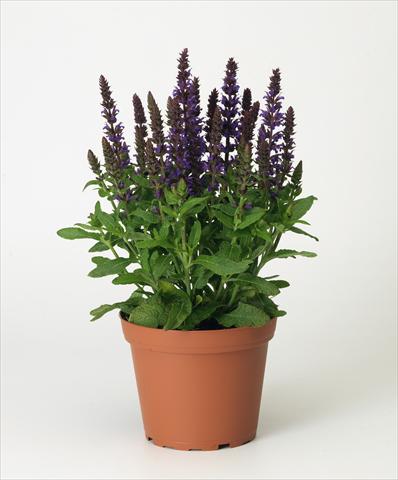 foto van een variëteit aan bloemen, te gebruiken als: Pot - en perkplant Salvia x superba Merleau® Blue compact