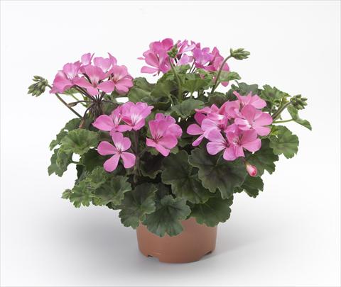 foto van een variëteit aan bloemen, te gebruiken als: Patioplant, potplant Pelargonium hybrid Dark Caliente® Pink