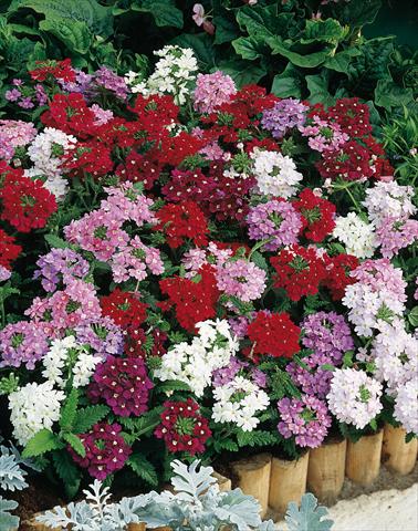 foto van een variëteit aan bloemen, te gebruiken als: Potplant, patioplant, korfplant Verbena hybrida Obsession® Formula Mix
