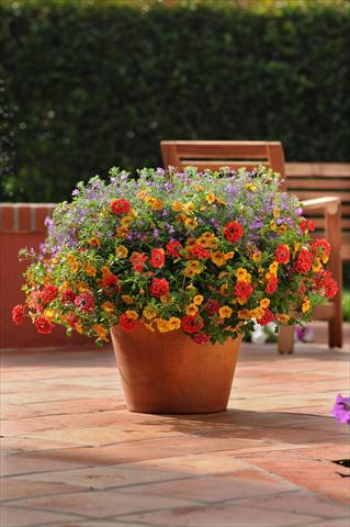 foto van een variëteit aan bloemen, te gebruiken als: Potplant, patioplant, korfplant 3 Combo Trixi® Ayers Rock