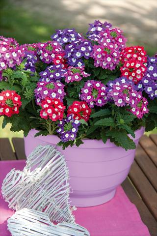foto van een variëteit aan bloemen, te gebruiken als: Potplant, patioplant, korfplant 3 Combo Trixi® Big Eye