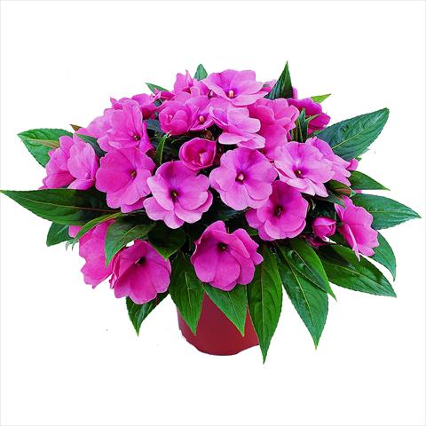 foto van een variëteit aan bloemen, te gebruiken als: Pot - en perkplant Impatiens N. Guinea RED FOX Sweetie Pink