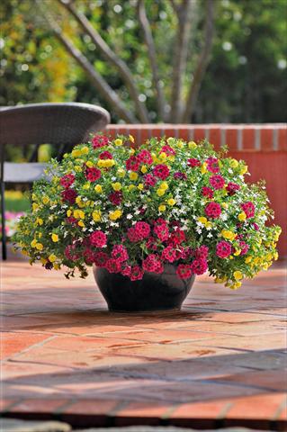 foto van een variëteit aan bloemen, te gebruiken als: Potplant, patioplant, korfplant 3 Combo Trixi® Double Delight