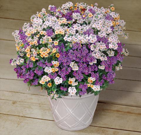foto van een variëteit aan bloemen, te gebruiken als: Potplant, patioplant, korfplant 3 Combo Trixi® Fairy Tale