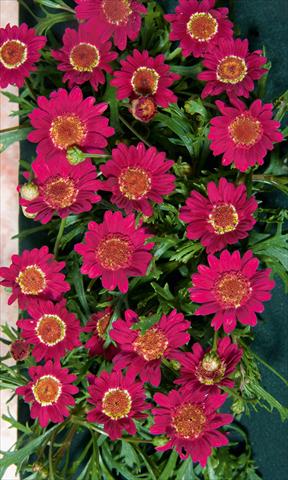 foto van een variëteit aan bloemen, te gebruiken als: Potplant, perkplant, patioplant Argyranthemum LaRita® Dark Pink