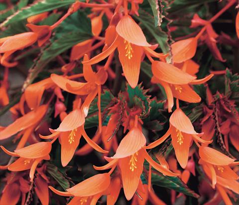 foto van een variëteit aan bloemen, te gebruiken als: Perkplant, potplant of korfplant Begonia Bonfire