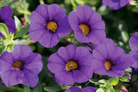foto van een variëteit aan bloemen, te gebruiken als: Potplant, patioplant, korfplant Calibrachoa MiniFamous® Compact Blue