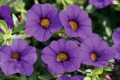 foto van een variëteit aan bloemen, te gebruiken als: Potplant, patioplant, korfplant Calibrachoa MiniFamous® Compact Dark Blue