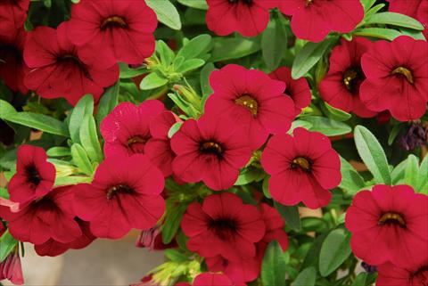 foto van een variëteit aan bloemen, te gebruiken als: Potplant, patioplant, korfplant Calibrachoa MiniFamous® Compact Dark Red