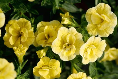 foto van een variëteit aan bloemen, te gebruiken als: Potplant, patioplant, korfplant Calibrachoa MiniFamous® Double Lemon
