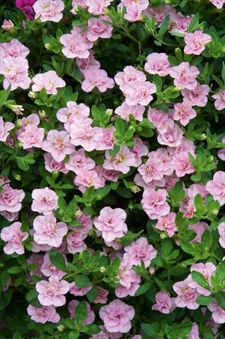 foto van een variëteit aan bloemen, te gebruiken als: Potplant, patioplant, korfplant Calibrachoa MiniFamous® Double Pink Blush evol
