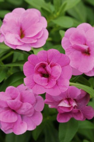 foto van een variëteit aan bloemen, te gebruiken als: Potplant, patioplant, korfplant Calibrachoa MiniFamous® Double Pink