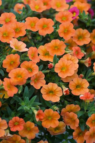 foto van een variëteit aan bloemen, te gebruiken als: Potplant, patioplant, korfplant Calibrachoa MiniFamous® Orange evol