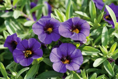 foto van een variëteit aan bloemen, te gebruiken als: Potplant, patioplant, korfplant Calibrachoa MiniFamous® Neo Royal Blue