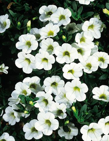 foto van een variëteit aan bloemen, te gebruiken als: Potplant, patioplant, korfplant Calibrachoa MiniFamous® White