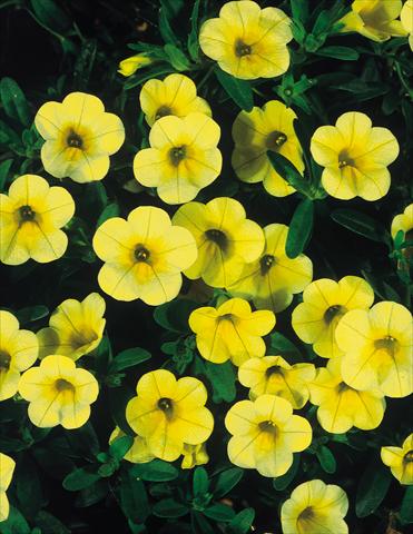 foto van een variëteit aan bloemen, te gebruiken als: Potplant, patioplant, korfplant Calibrachoa MiniFamous® Yellow evol