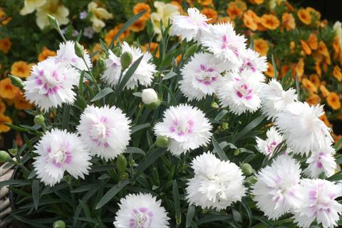 foto van een variëteit aan bloemen, te gebruiken als: Pot - en perkplant Dianthus Diantica® White Eye